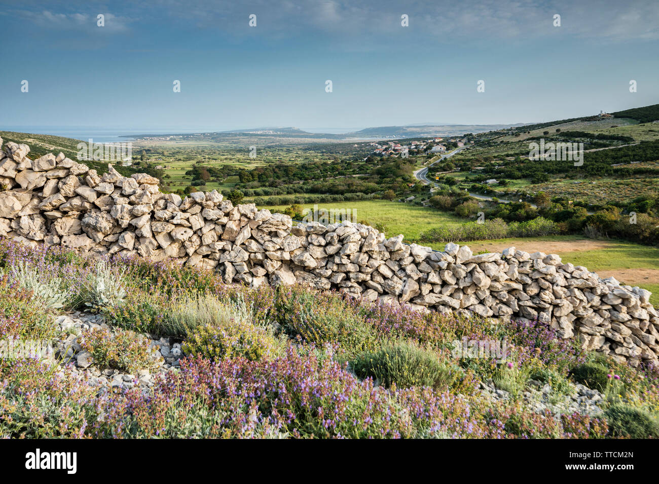 Steinmauer auf der Insel Pag, Kolan Tal Stockfoto