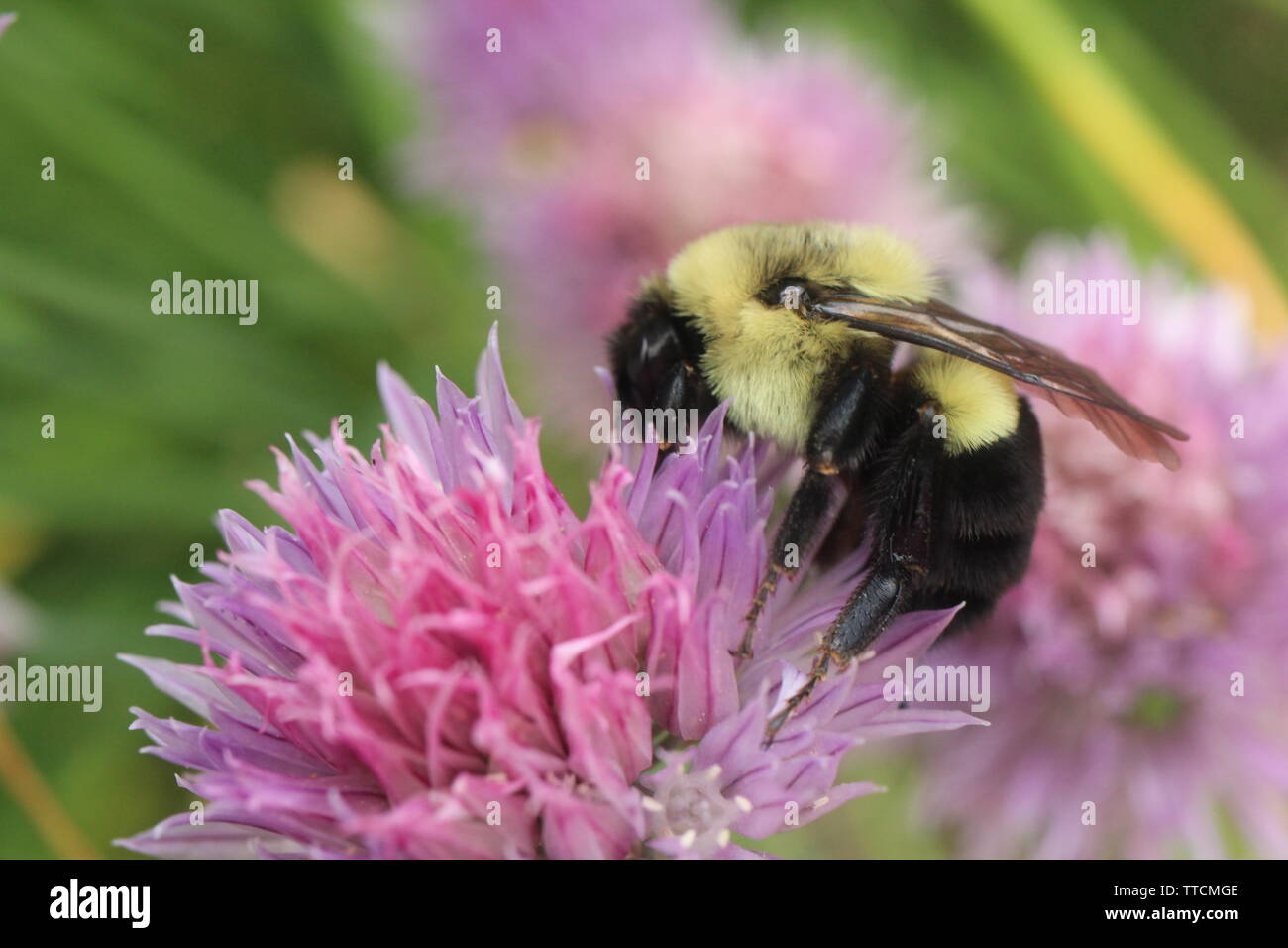 Makro Foto eines Gemeinsamen östlichen Bumble Bee Nahrungssuche auf die Blumen einer Schnittlauch Anlage. Stockfoto