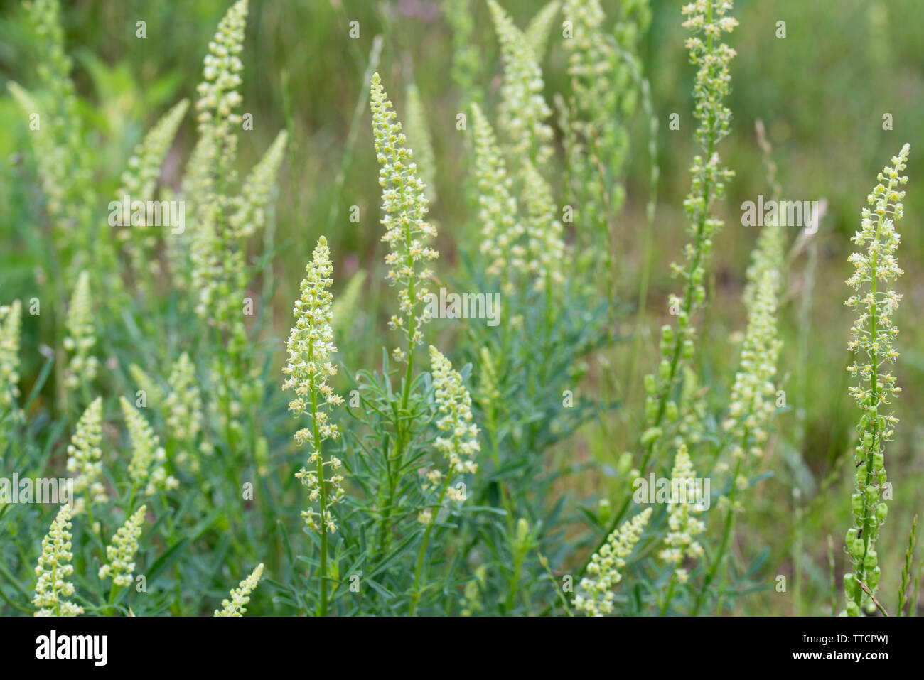 Reseda lutea, Gelbe Resede, Wilde Resede Blumen closeup Stockfoto