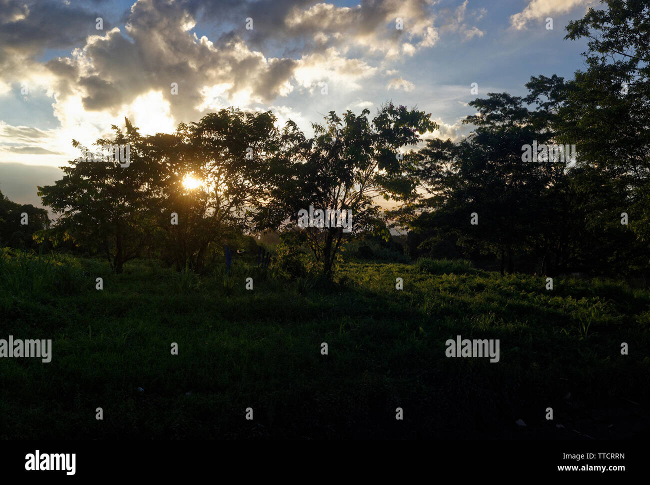 Sonnenuntergang die Sonnenstrahlen durch die Bäume Stockfoto