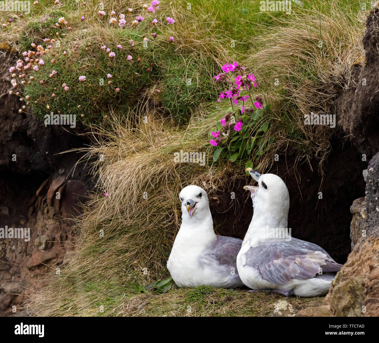 Fulmers auf einer Klippe, Duncansby Head, Schottland Stockfoto