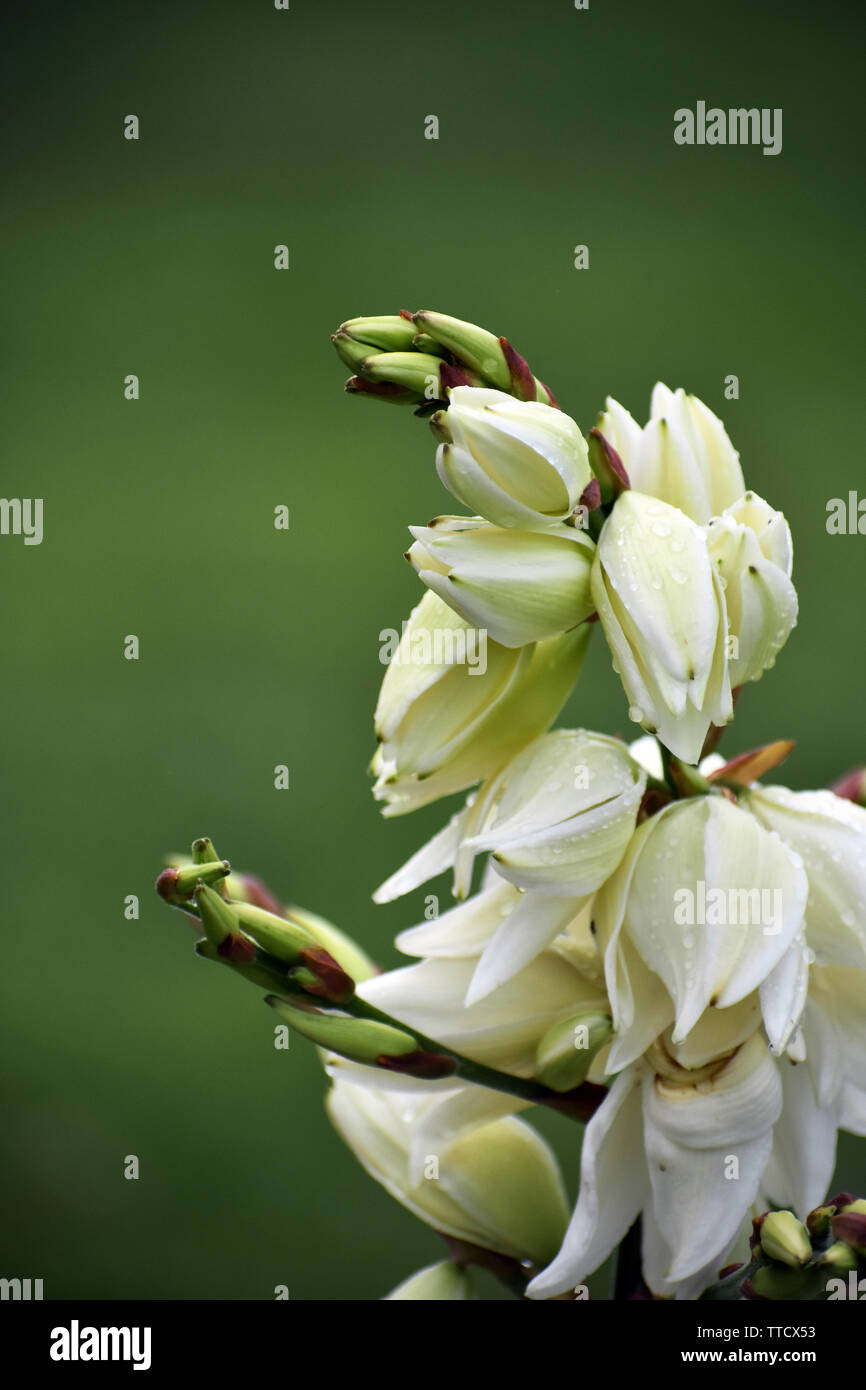 Yucca Blütenstiel in voller Blüte Stockfoto