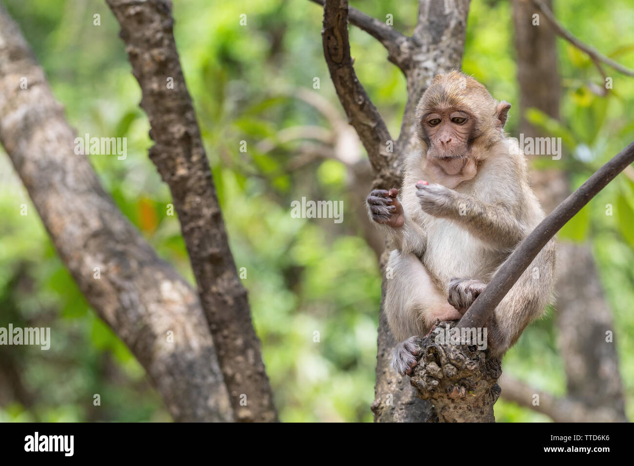Macaque Affen sitzen im Baum, Insel Cat Ba, Hai Phong Provinz, Vietnam, Asien Stockfoto