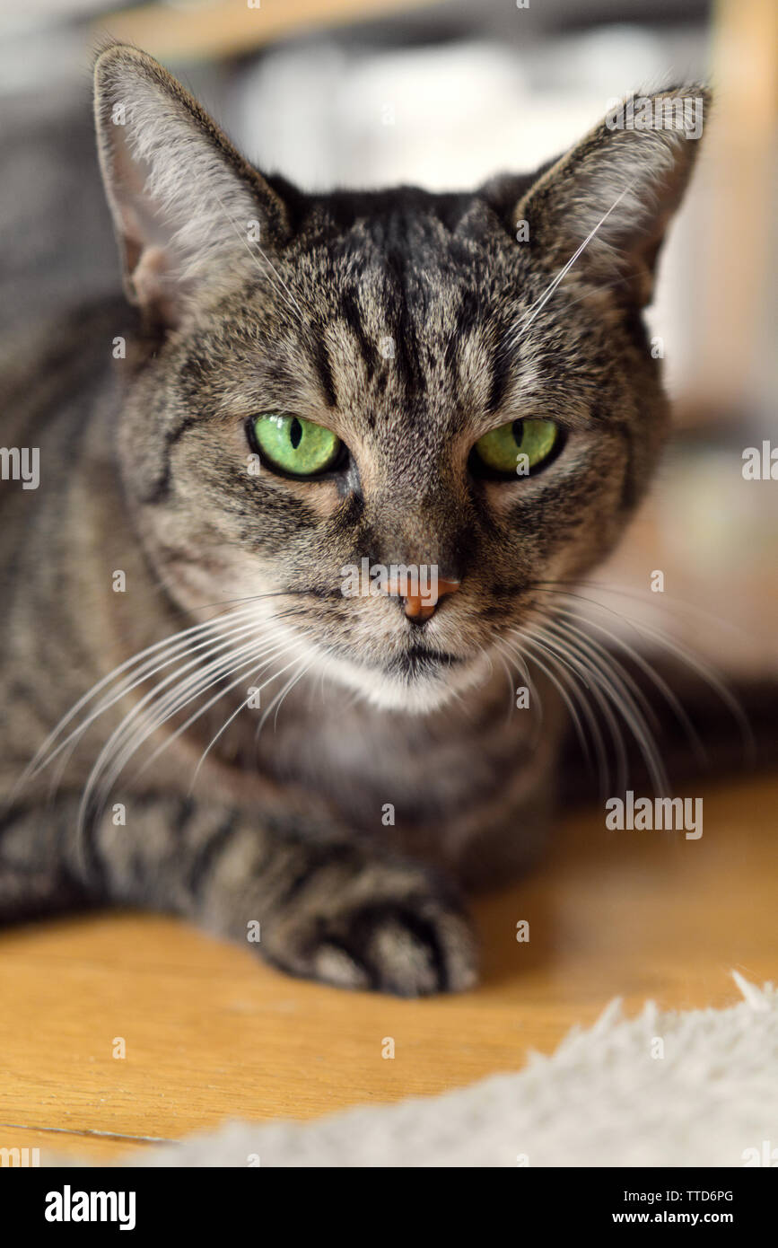 Dreibeinigen tabby Katze mit grünen Augen in Sphinx darstellen, liegen auf dem Boden und direkt auf die Kamera, auf Vordergrund konzentrieren Stockfoto