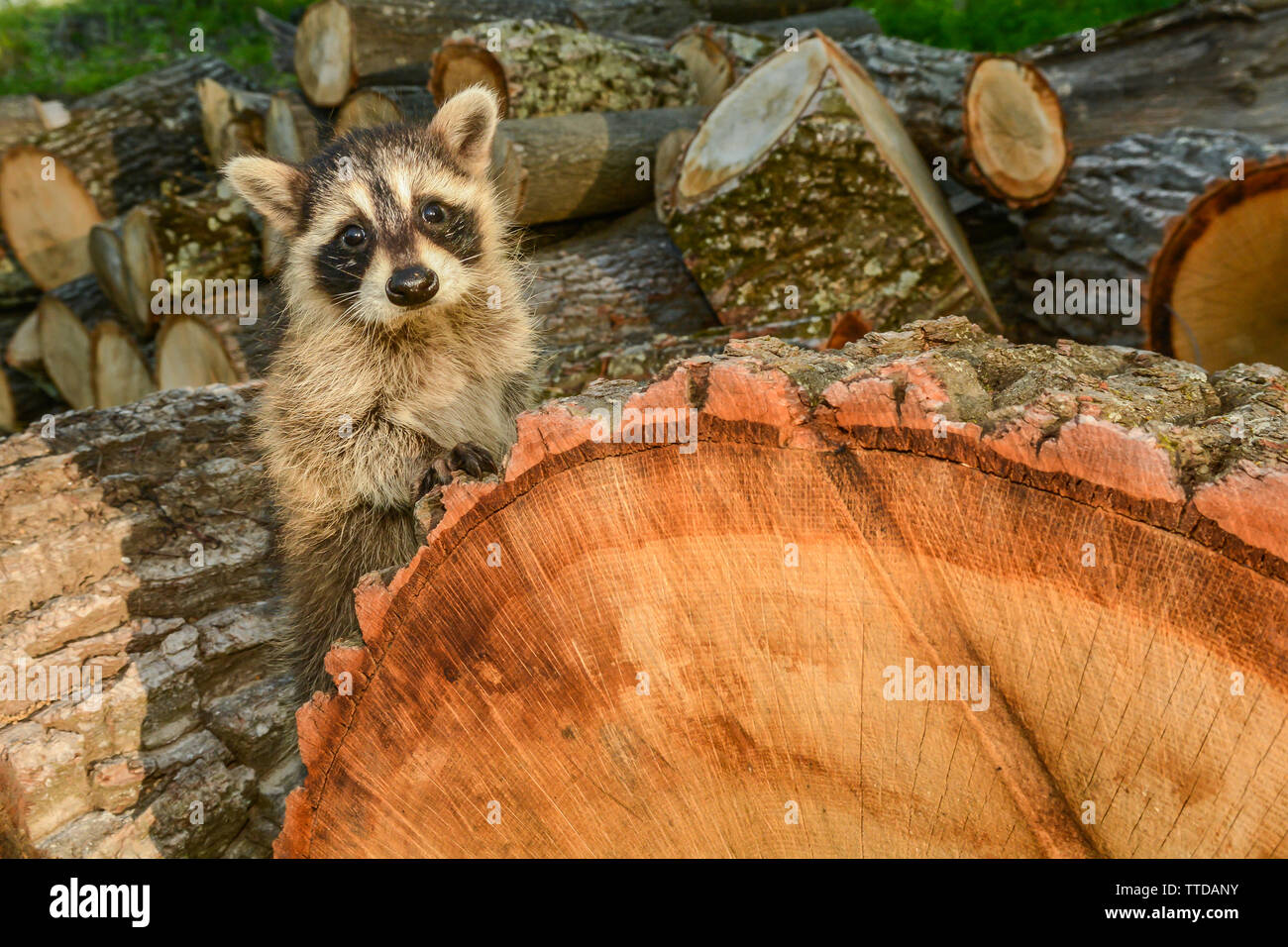 Auswirkungen der Verlust von Lebensraum für Arten Stockfoto