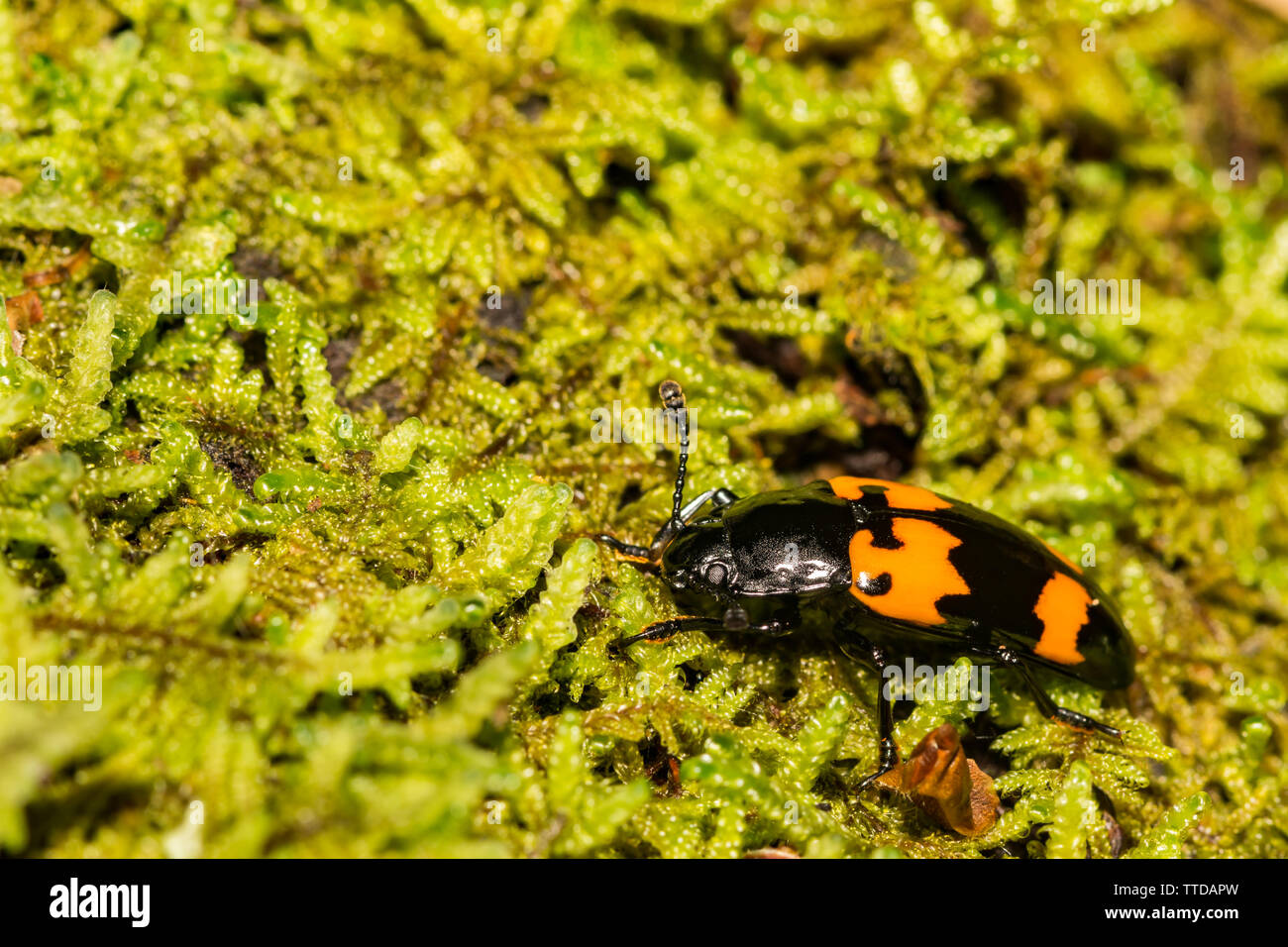 Eine Nahaufnahme des Begrabens Käfer in Virginia Stockfoto