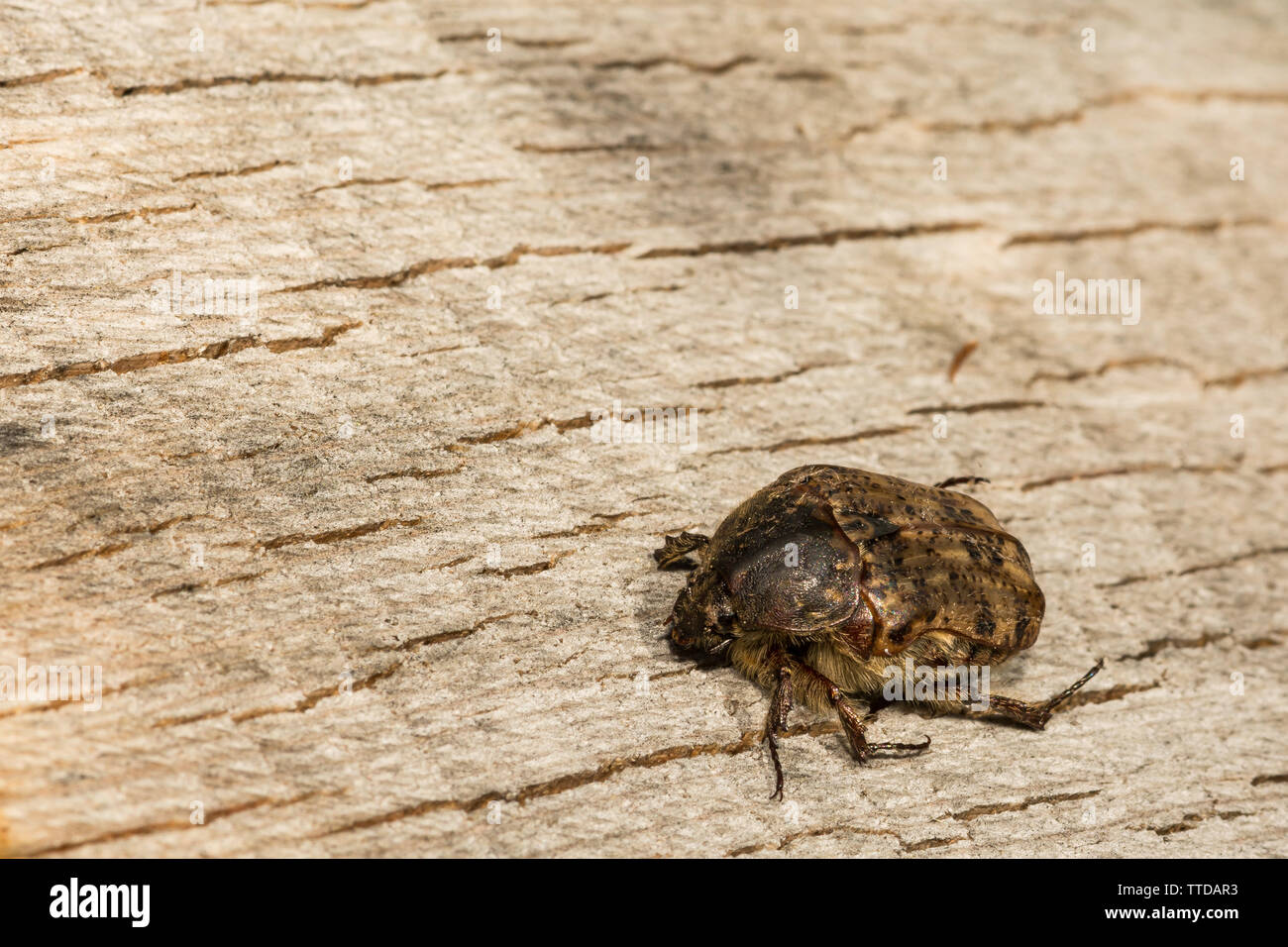 Hummeln Flower Beetle (Euphorie inda) Stockfoto