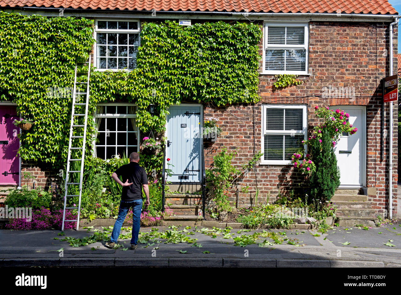Mann auf Leiter, trimmen Kriechgang auf der Vorderseite des Hauses, in dem Dorf Walkington, East Yorkshire, England, Großbritannien Stockfoto