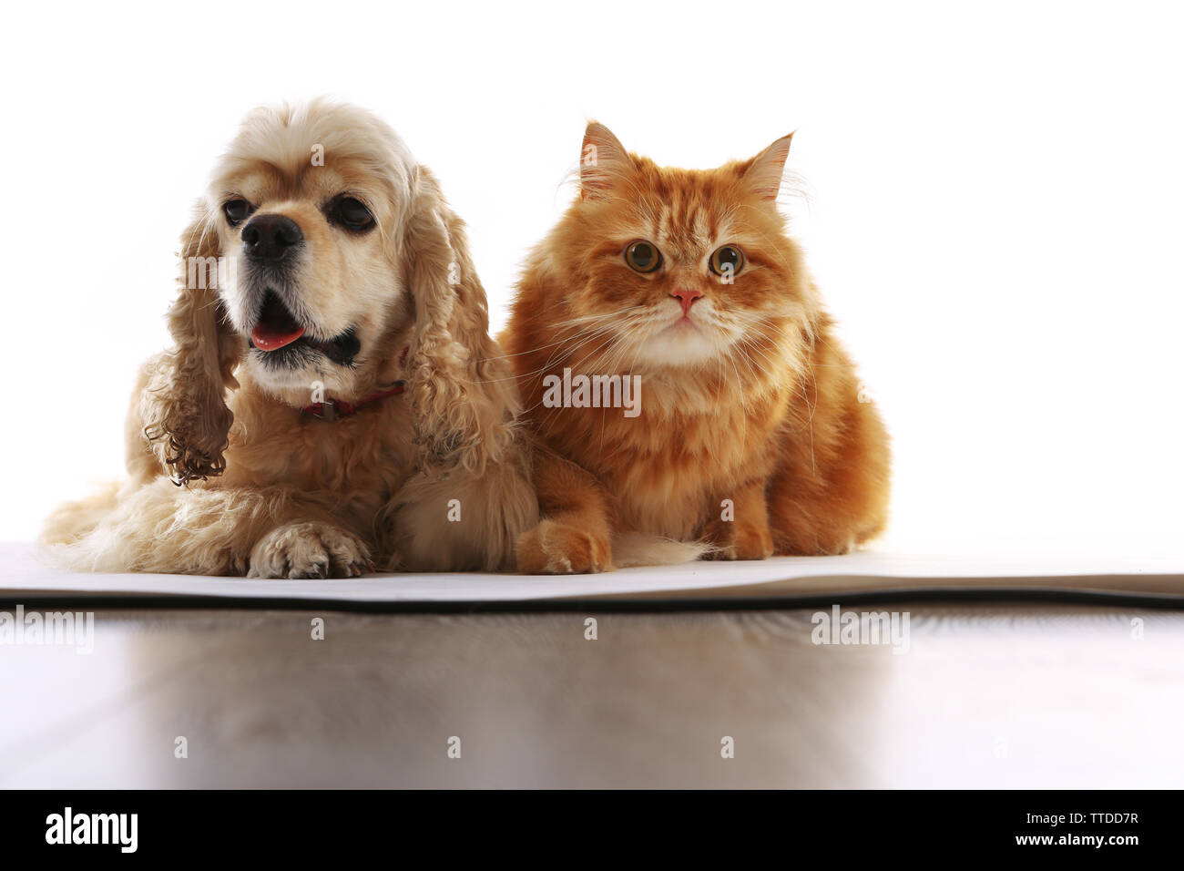 American Cocker Spaniel und rote Katze zusammen isoliert auf weißem Stockfoto