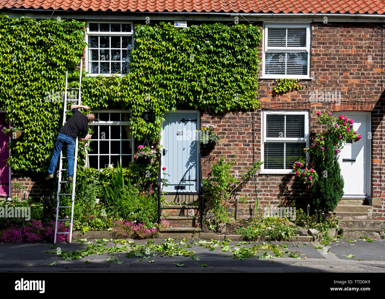 Mann auf Leiter, trimmen Kriechgang auf der Vorderseite des Hauses, in dem Dorf Walkington, East Yorkshire, England, Großbritannien Stockfoto