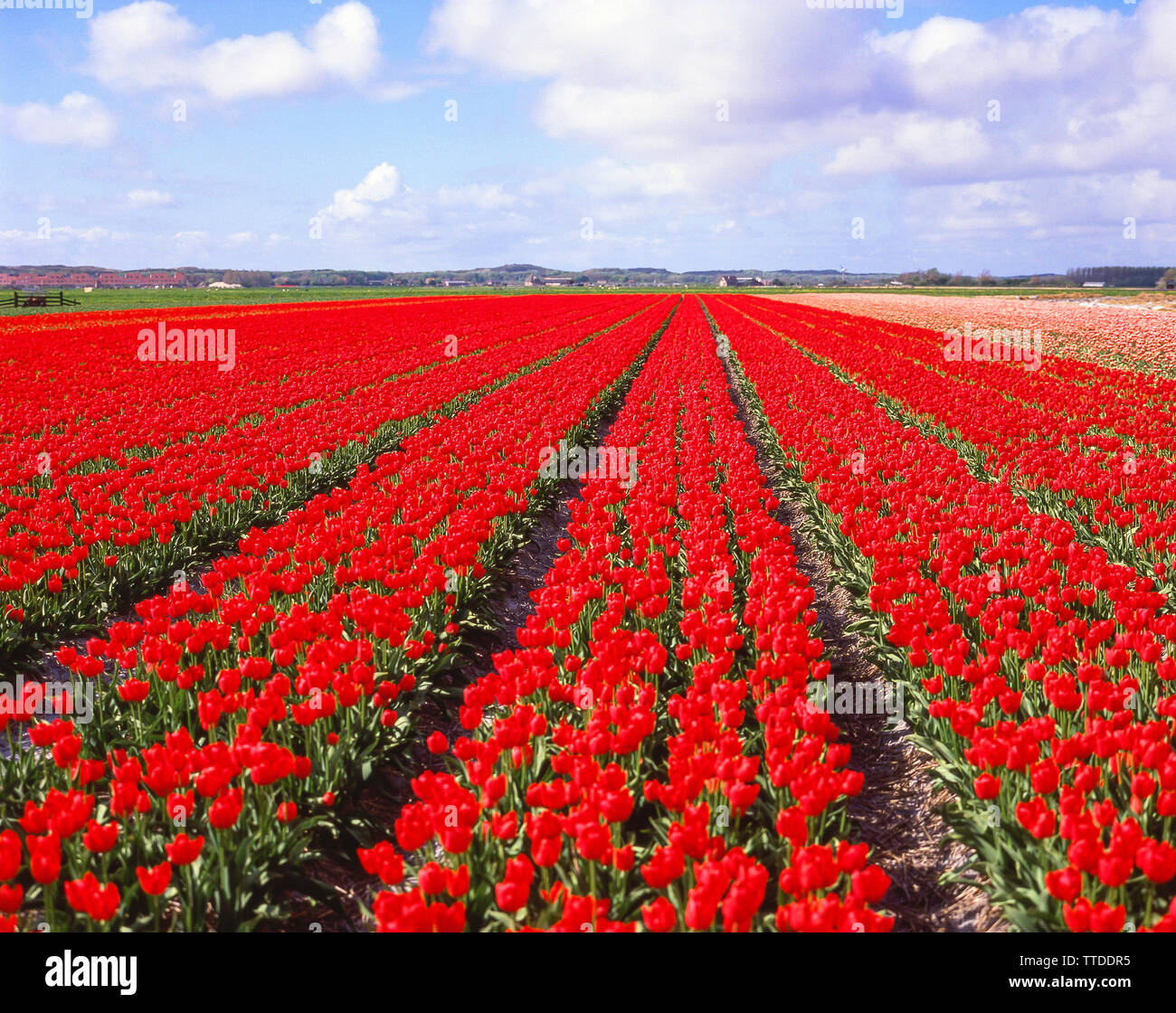 Tulpenfeld bei Lisse, Zuid-Holland, Königreich der Niederlande Stockfoto