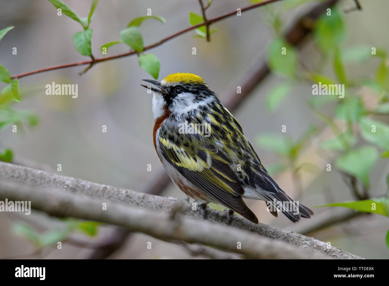 Kastanien-seitig Warbler oder Setophaga pensylvanica in Wäldern an einem bewölkten Frühling während der Migration. Stockfoto