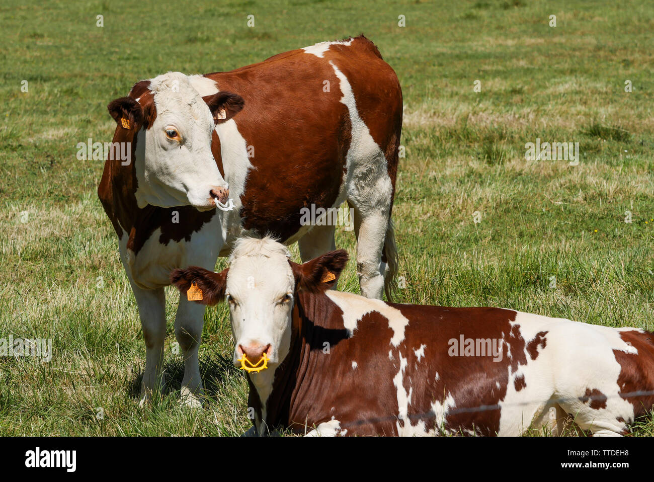 Viehzucht, Saint-Germain au Mont d'Or, Rhône, Frankreich Stockfoto