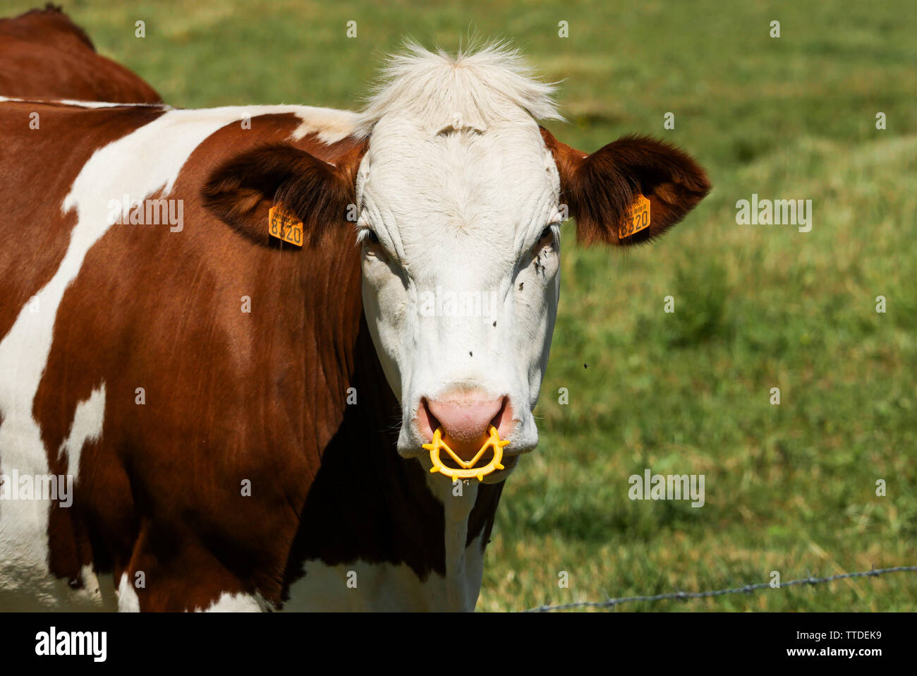 Viehzucht, Saint-Germain au Mont d'Or, Rhône, Frankreich Stockfoto