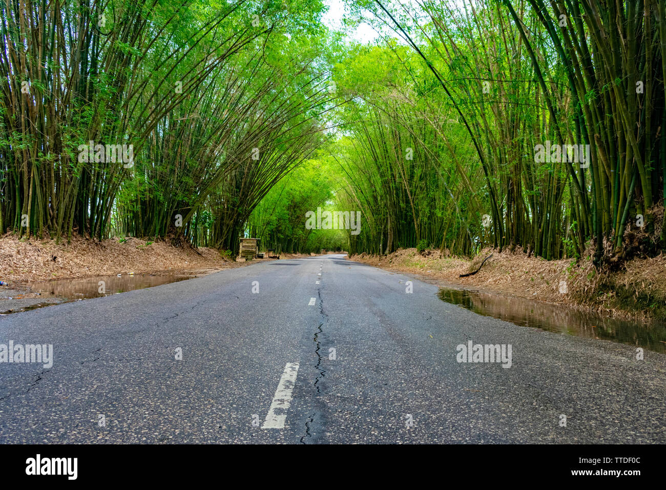 Holland bambus -Fotos und -Bildmaterial in hoher Auflsung  Alamy