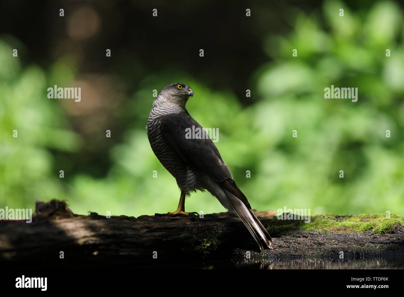 Eurasischen Sperber (Accipiter nisus). Bei Hortobagy NP, Ungarn fotografiert Stockfoto