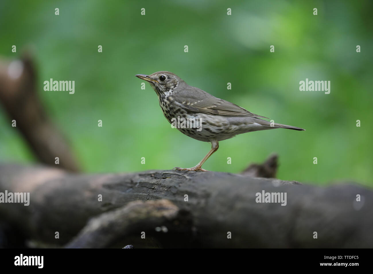 Singdrossel (Turdus philomelos) bei Hortobagy NP, Ungarn fotografiert Stockfoto