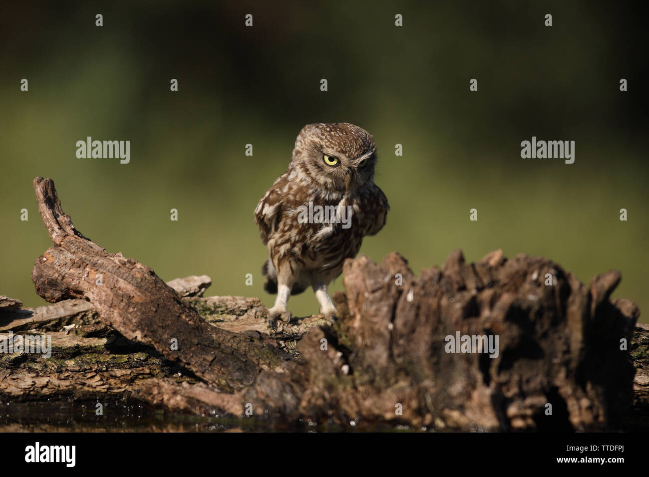 Steinkauz (Athene noctua) bei Hortobagy NP, Ungarn fotografiert Stockfoto