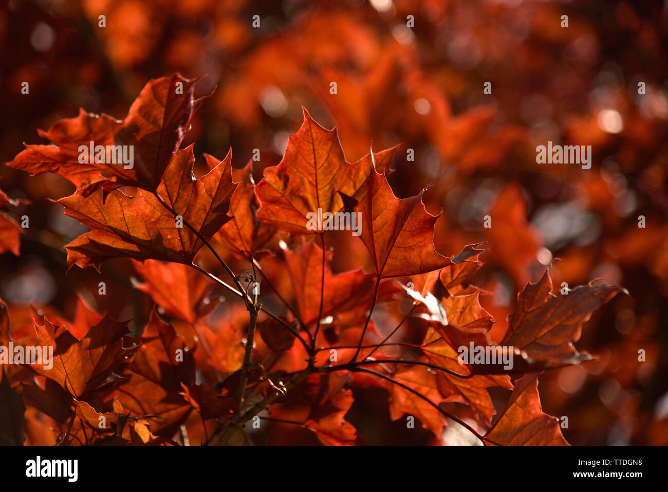 Schöne rote Acer Blätter, abstrakte Muster mit Kopie Raum, selektiver Fokus auf den Ast im Vordergrund, verschwommenen Hintergrund mit Bokeh Stockfoto