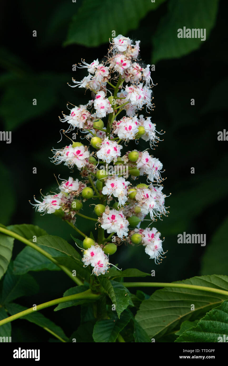Blume Kerze eines Pferdes - Rosskastanie (Aesculus hippocastanum) Stockfoto