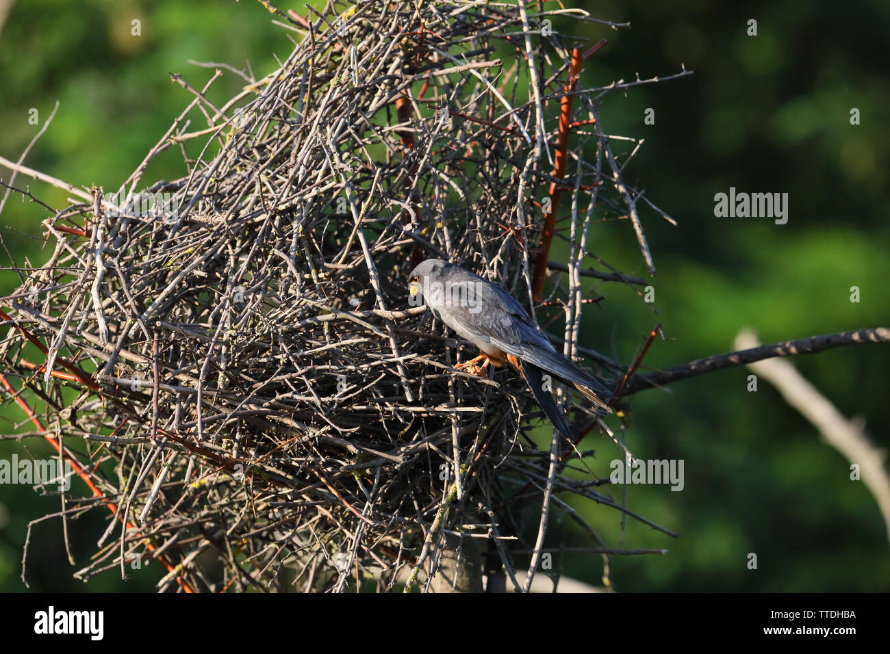 Männlich Red-footed Falcon (Falco vespertinus) mit Beute. In Hortobagy NP, Ungarn fotografiert Stockfoto