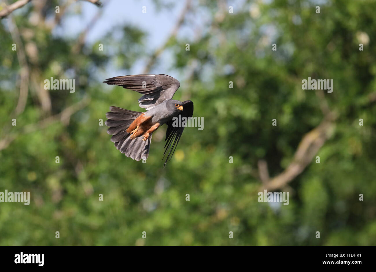 Männlich Red-footed Falcon (Falco vespertinus) im Flug. Die Art gilt als potenziell gefährdet auf der Roten Liste der IUCN aufgeführt. In Hortobagy, HU fotografiert. Stockfoto