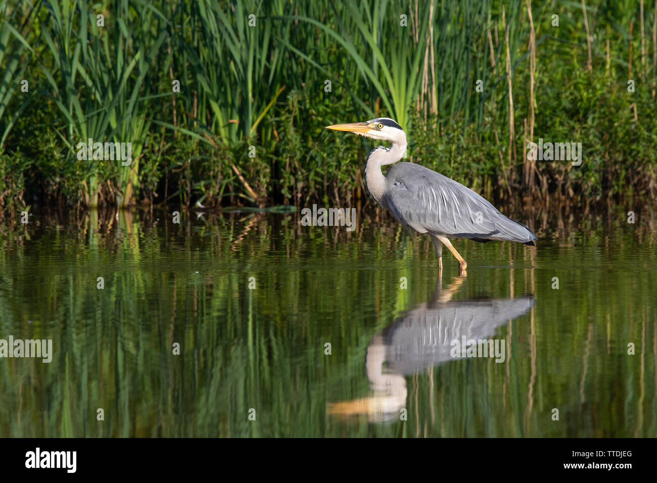 Graureiher (Ardea cinerea) mit seiner Reflexion am Rande eines noch See Stockfoto