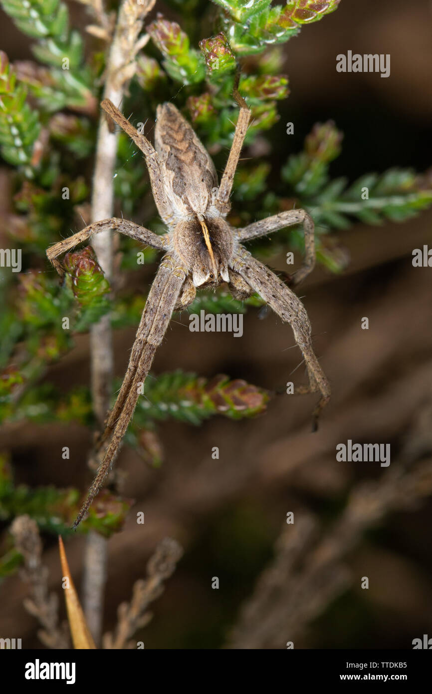 Pisaura mirabilis (Vorschule Web Spider) auf Heather Stockfoto
