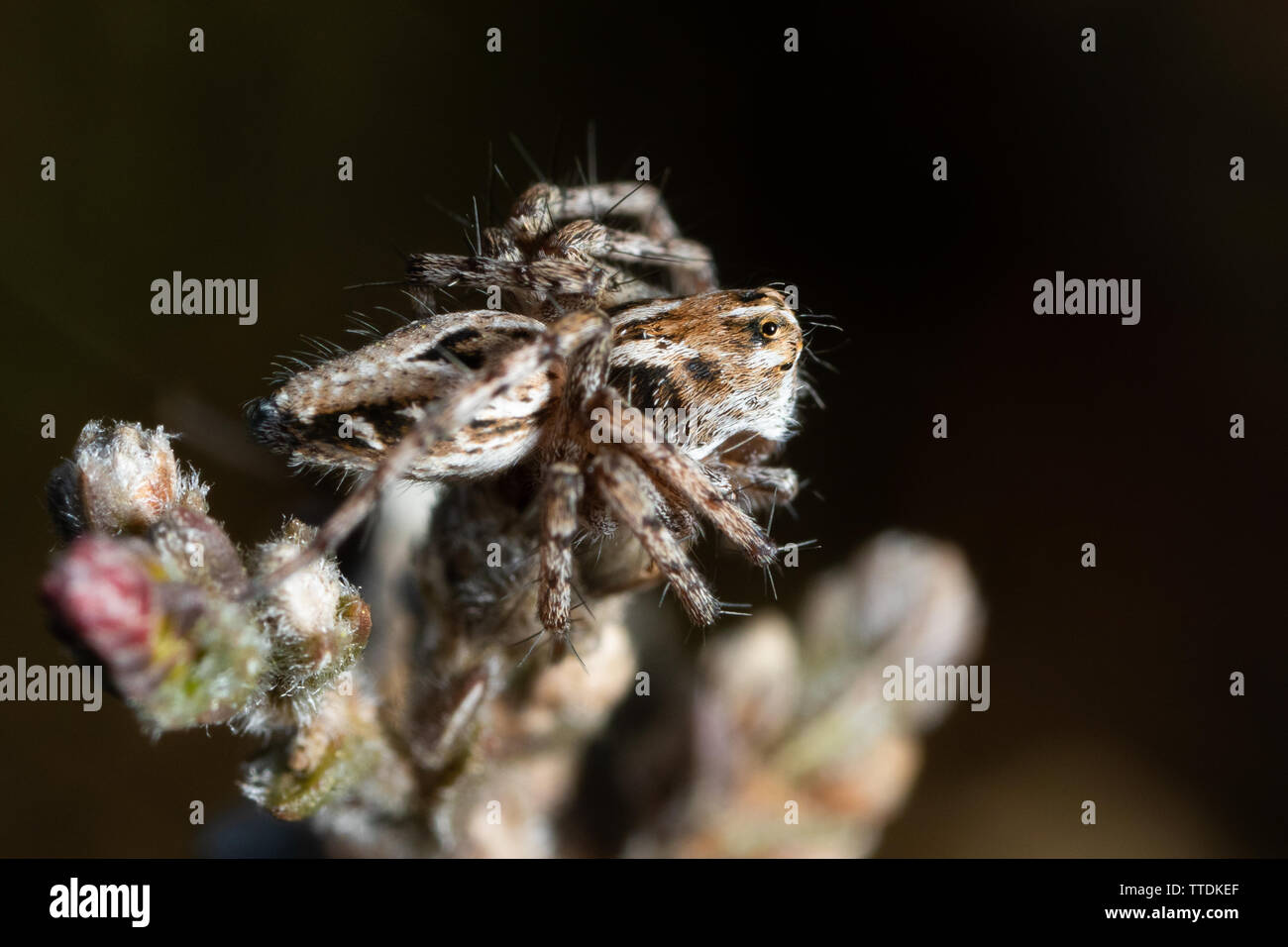 Oxyopes heterophthalmus - eine National seltene Arten und nur Mitglied der Lynx spider Familie in Großbritannien Stockfoto