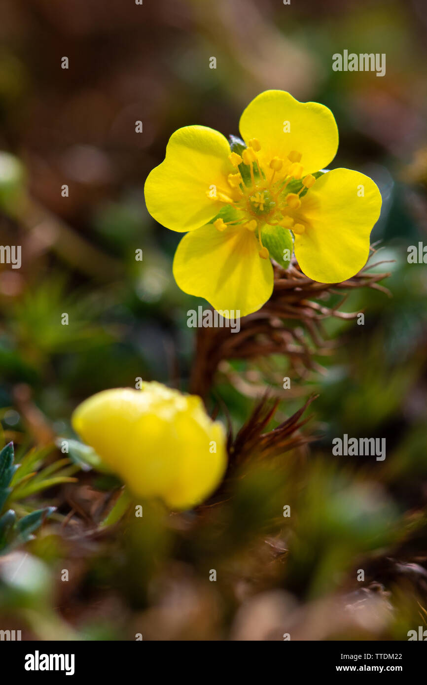 Blutwurz (Potentilla Erecta) Blume Stockfoto