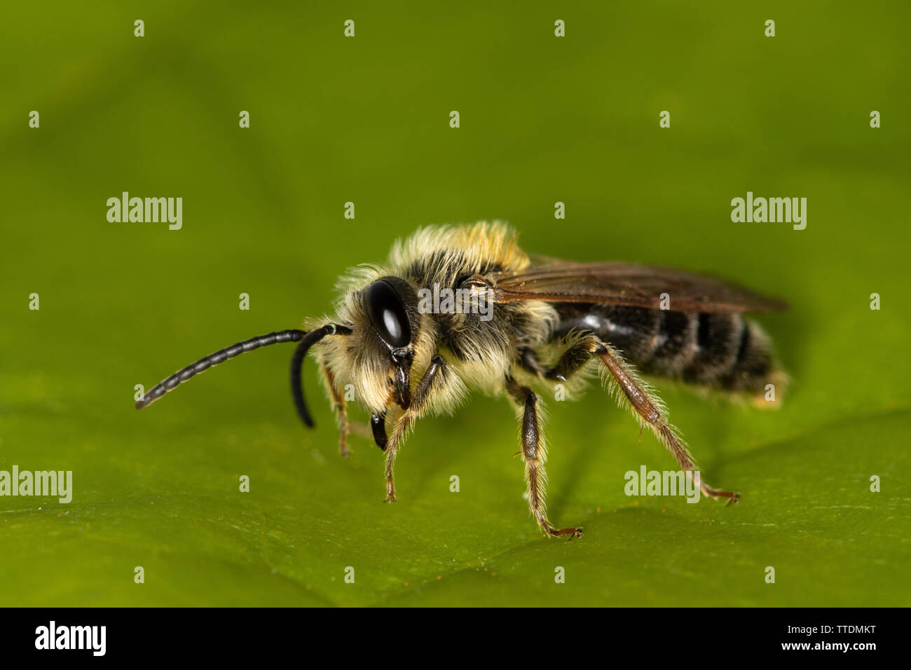 Männliche Orange-tailed Bergbau Biene (Andrena haemorrhoa) auf einem Blatt Stockfoto