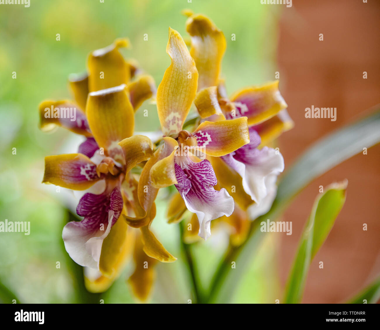 Orchidee Blumen in voller Blüte in einem Garten in das Heilige Tal, Cusco, Peru Stockfoto