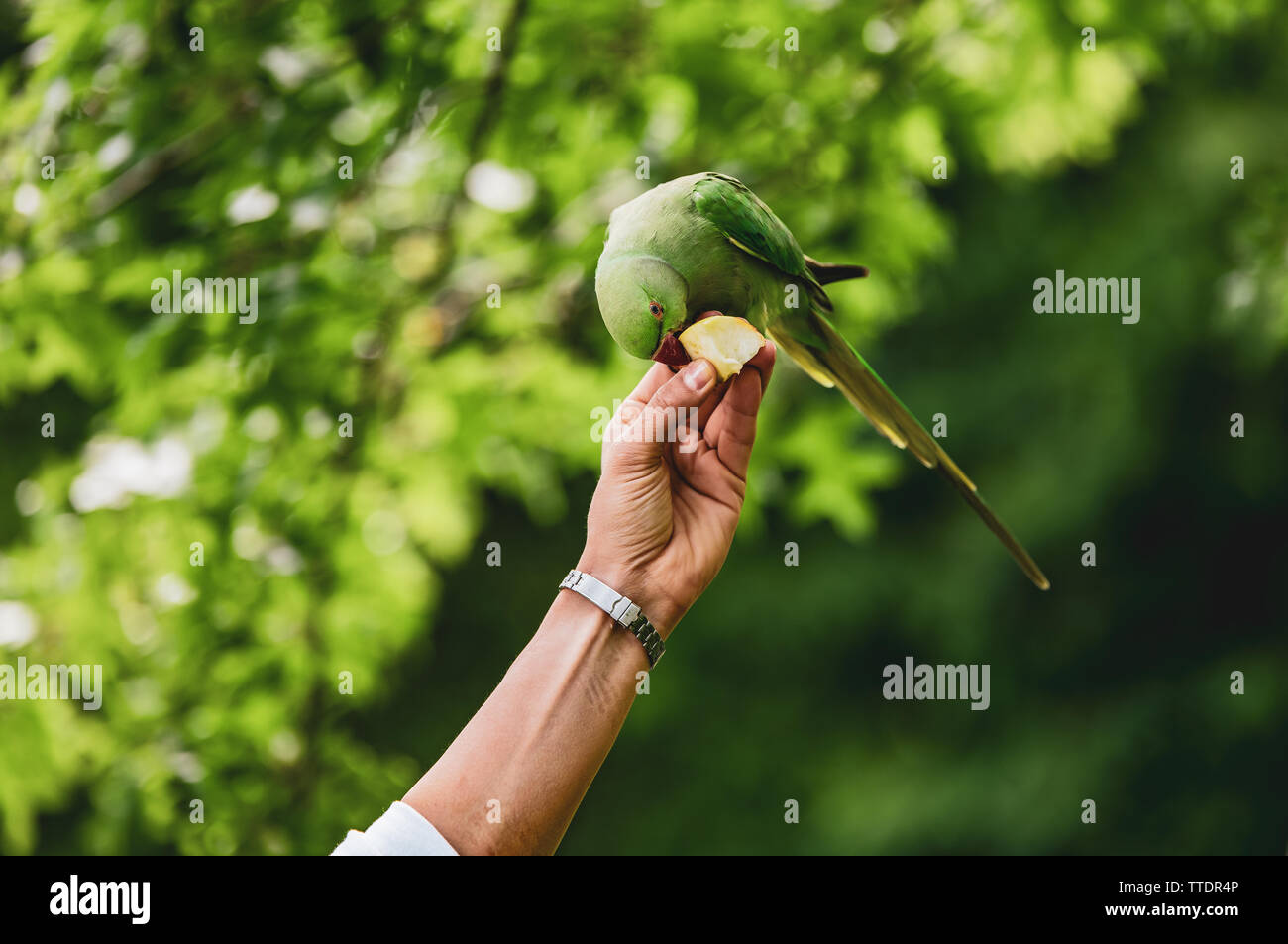 Wilder grüner Sittich essen einen Apfel von der menschlichen Hand Stockfoto
