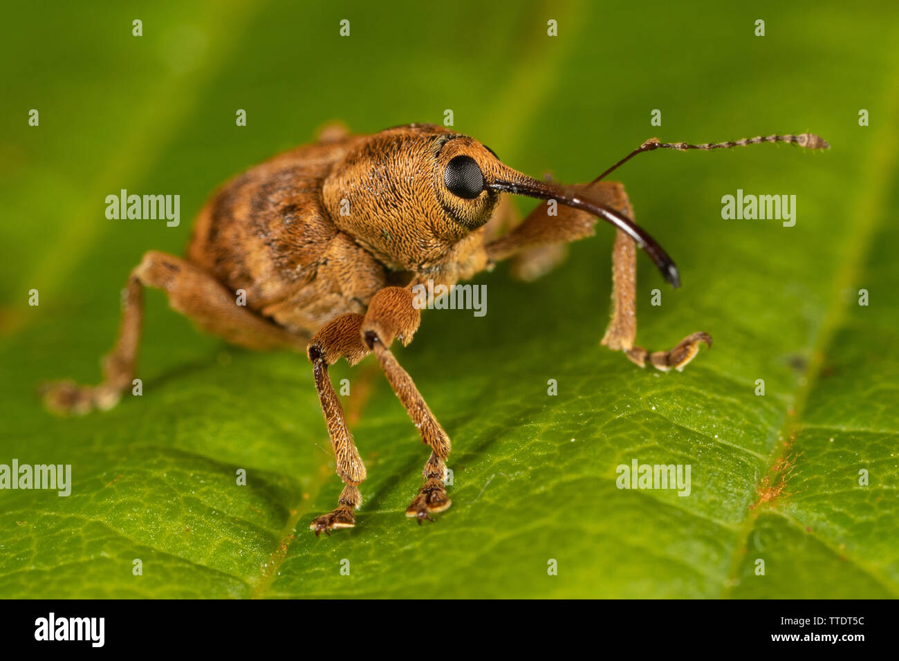 Acorn Rüsselkäfer (Curculio glandium) auf einem Blatt Stockfoto