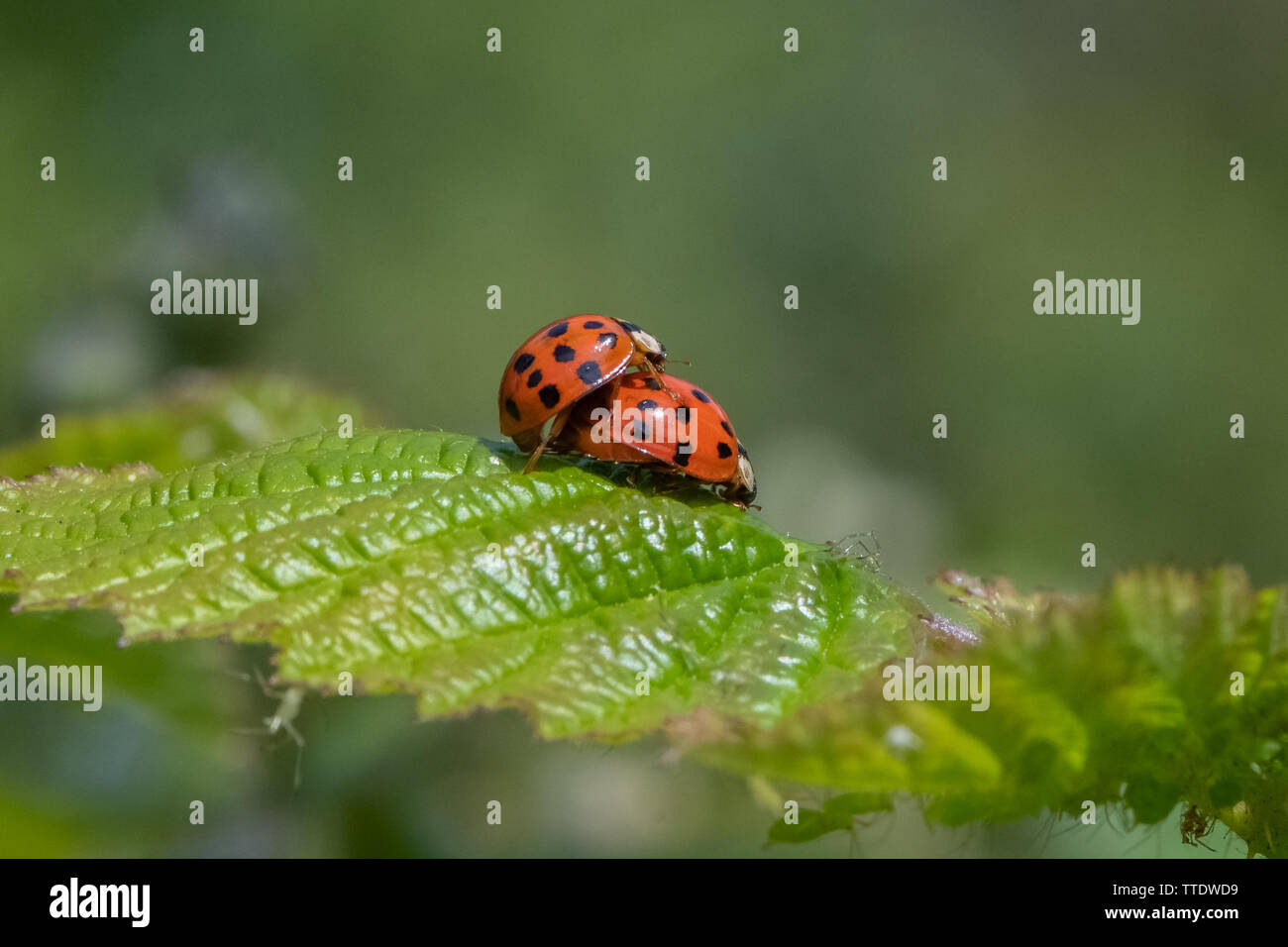 Harlekin Marienkäfer (Harmonia axyridis) Verpaarung. Stockfoto