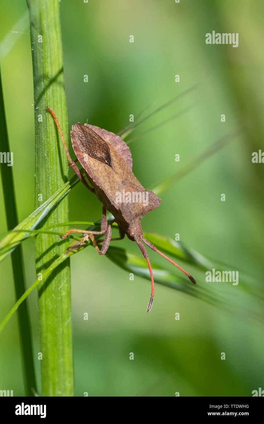 Braun shield bug Arma custos auf Gras Stockfoto