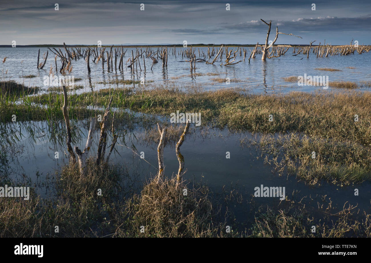 Überflutet abgestorbene Bäume an der Küste in Porlock Bay durch Managed Retreat - Abend Stockfoto