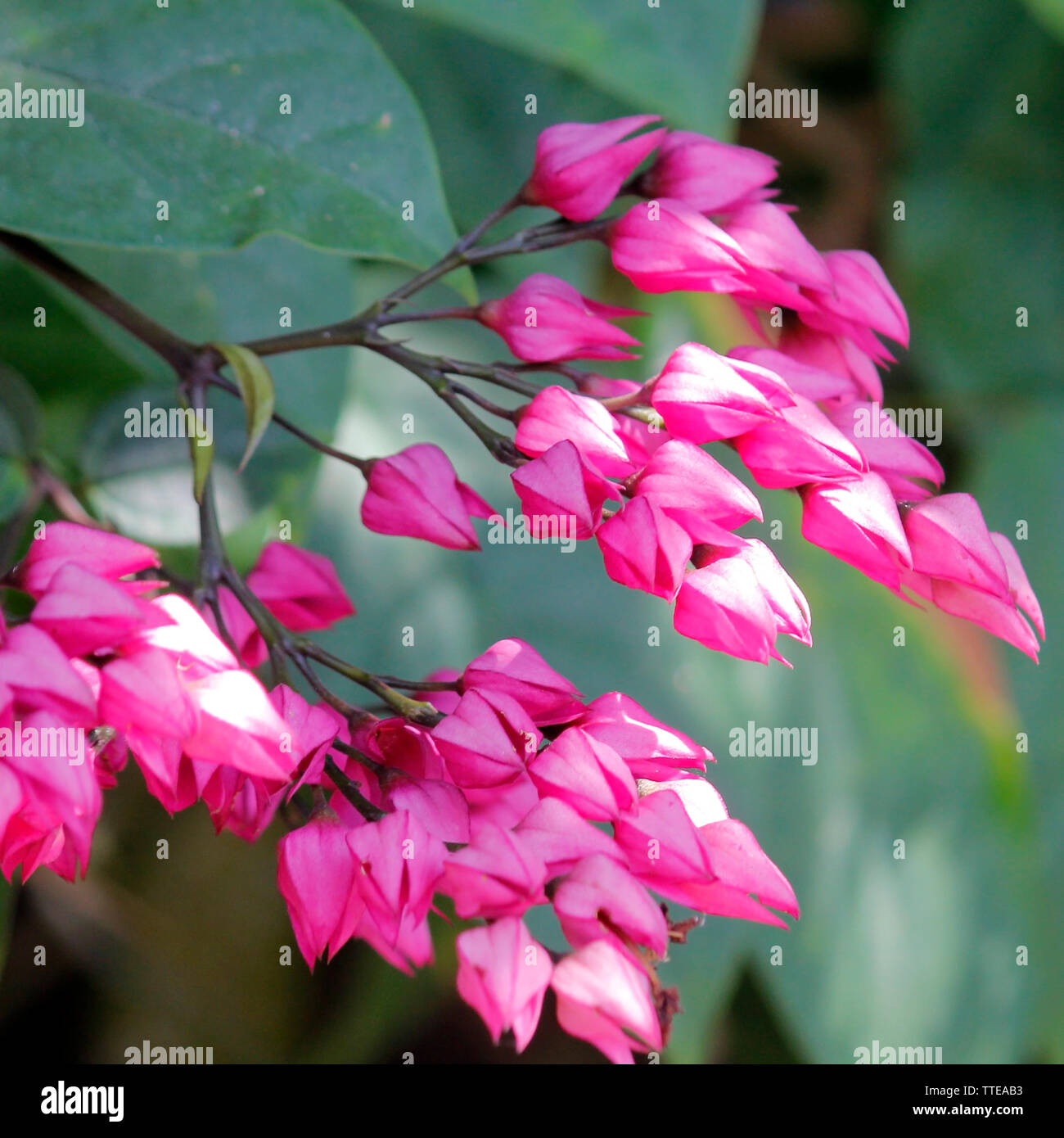 Schöne rosa Blüte, coral Weinstock oder mexikanischen Kriechgang Stockfoto