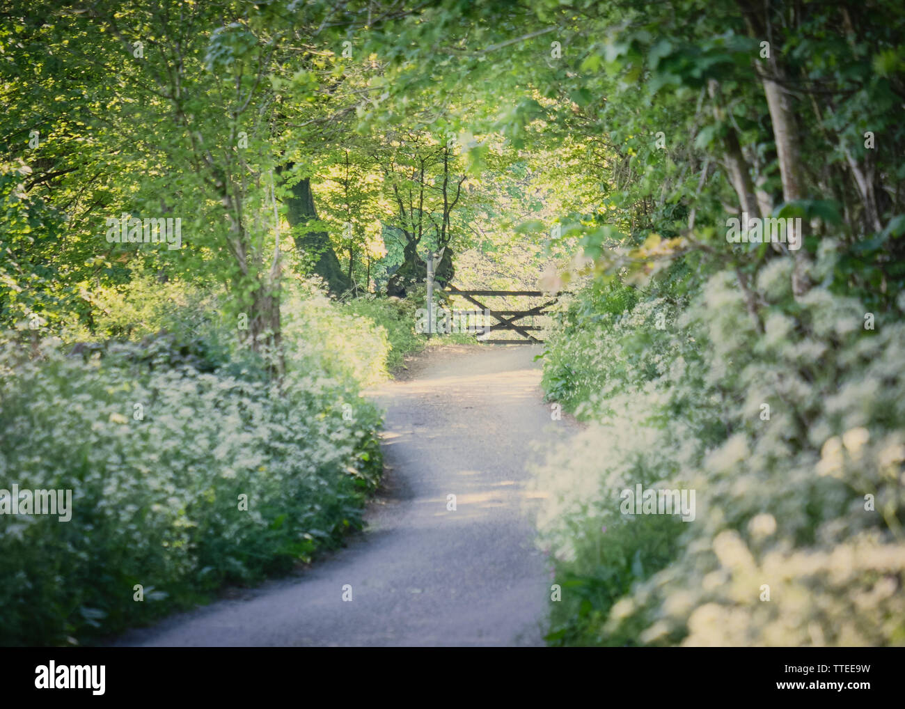 Sunny country lane mit wilden Blumen und Tor Stockfoto