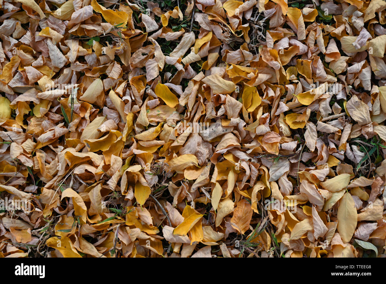 Nahaufnahme der Trocknung Herbst Blätter auf dem Boden. Stockfoto
