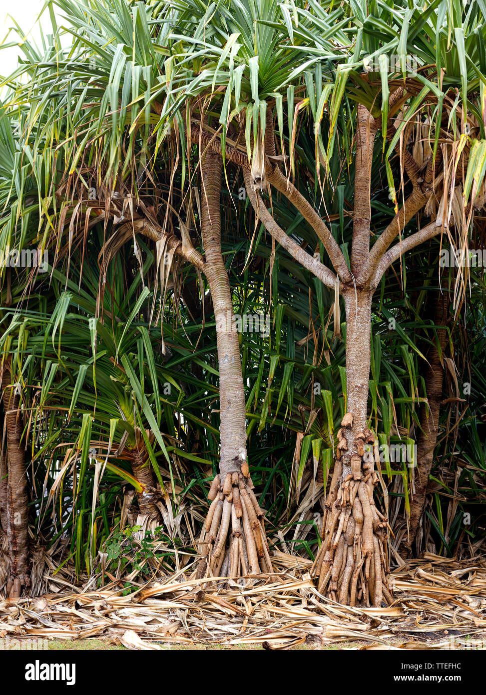 Gruppe von Pandanus wächst an der Küste in Bargara. Die seltsame Luftwurzeln sind prop Wurzeln und Hilfe stabilize​ die Bäume in lockeren sandigen Böden. Stockfoto