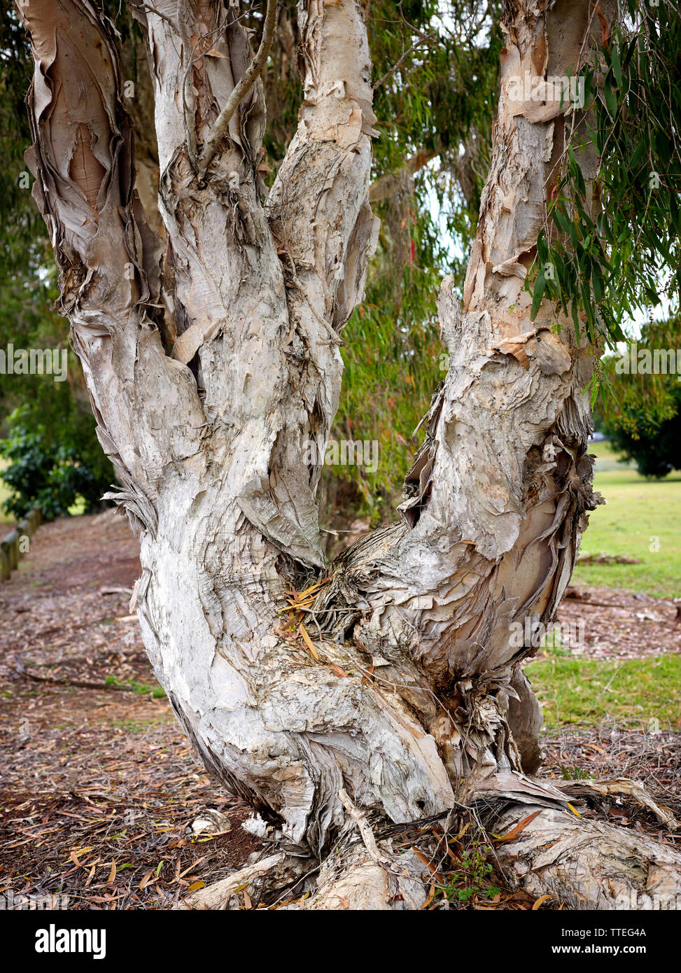 Der Stamm eines Melaleuca quinquenervia, Baum. Heimisch in Nordosten und Norden Australiens entlang der Küste Fransen. Stockfoto