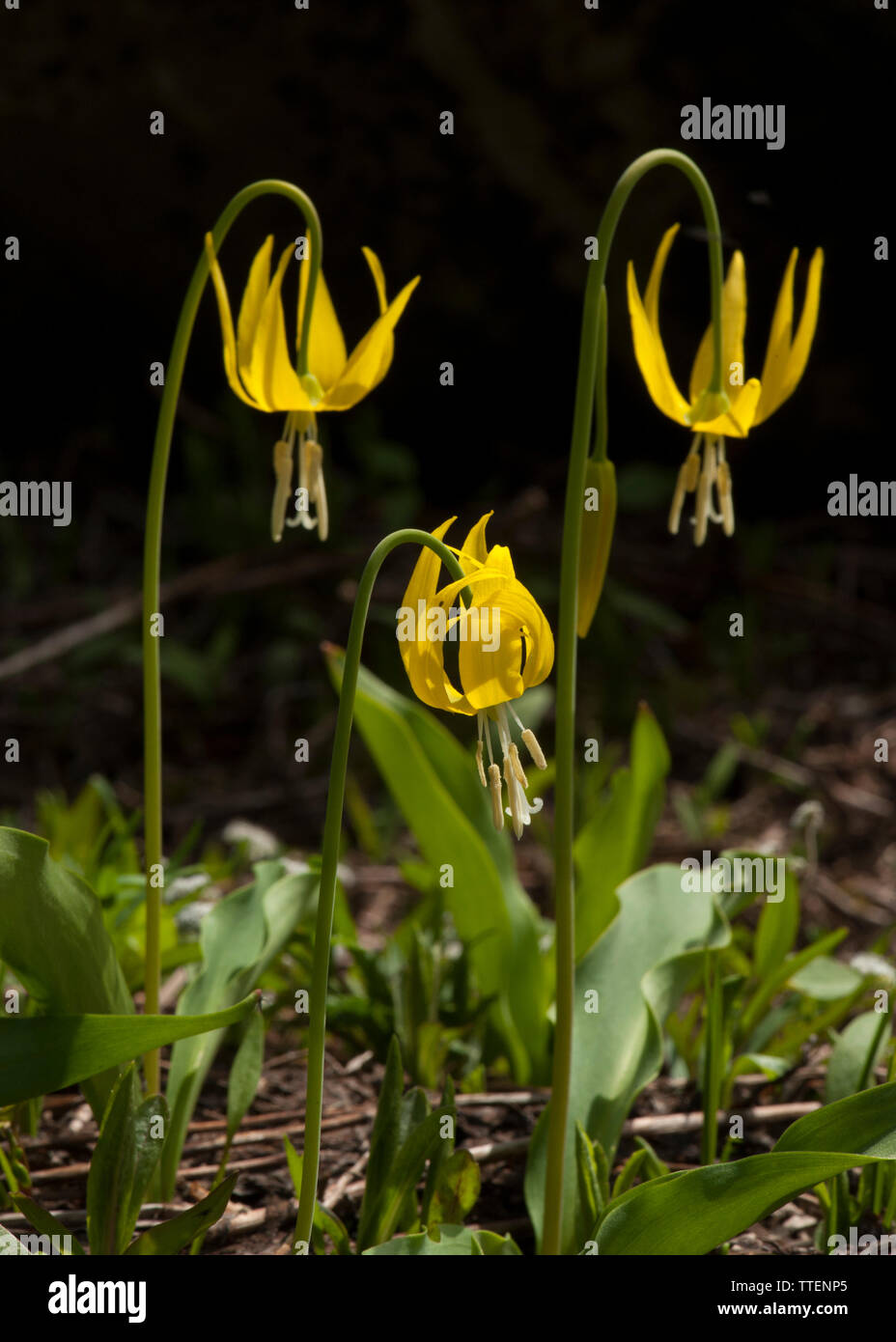 Gelbe Lawine - Lily (Erythronium grandiflorum) ein sicheres Zeichen der Feder im High Country, ist einer der ersten Blüte, als der Schnee schmilzt in der moun Stockfoto