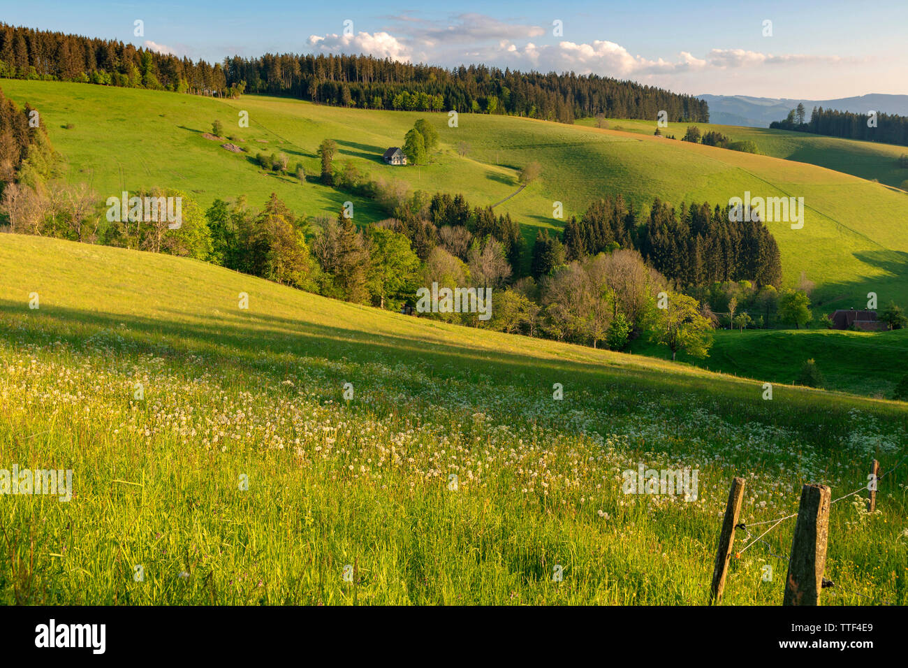 Einsame Bauernhaus in hügeliger Landschaft, St. Märgen, Schwarzwald, Baden-Württemberg, Deutschland Stockfoto