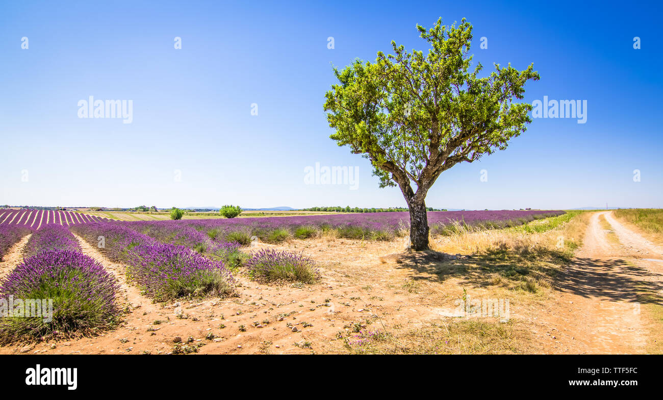 Ein einzelner Baum neben einer Landstraße und ein buntes Feld der blühenden Lavendel Blumen in der Provence, Frankreich Stockfoto