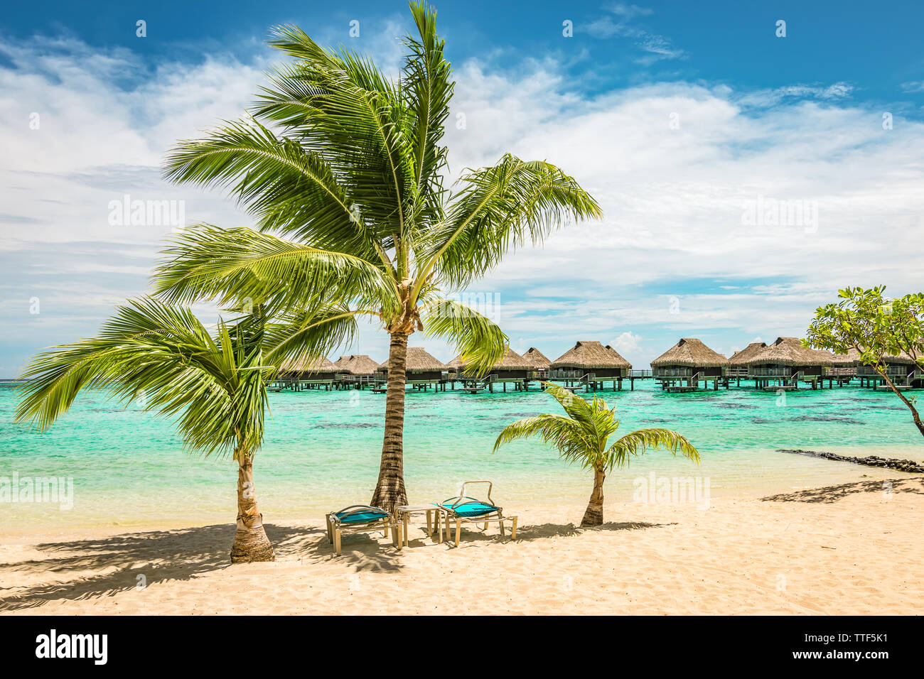 Tropischer Strand mit Palmen und Liegestühlen. Stockfoto