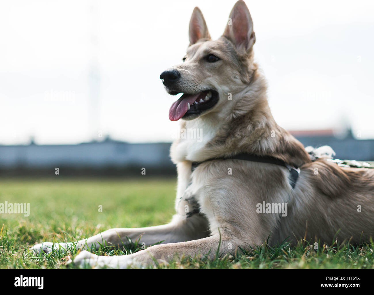 Beige schöner Hund, Husky in die Ferne schaut Stockfoto
