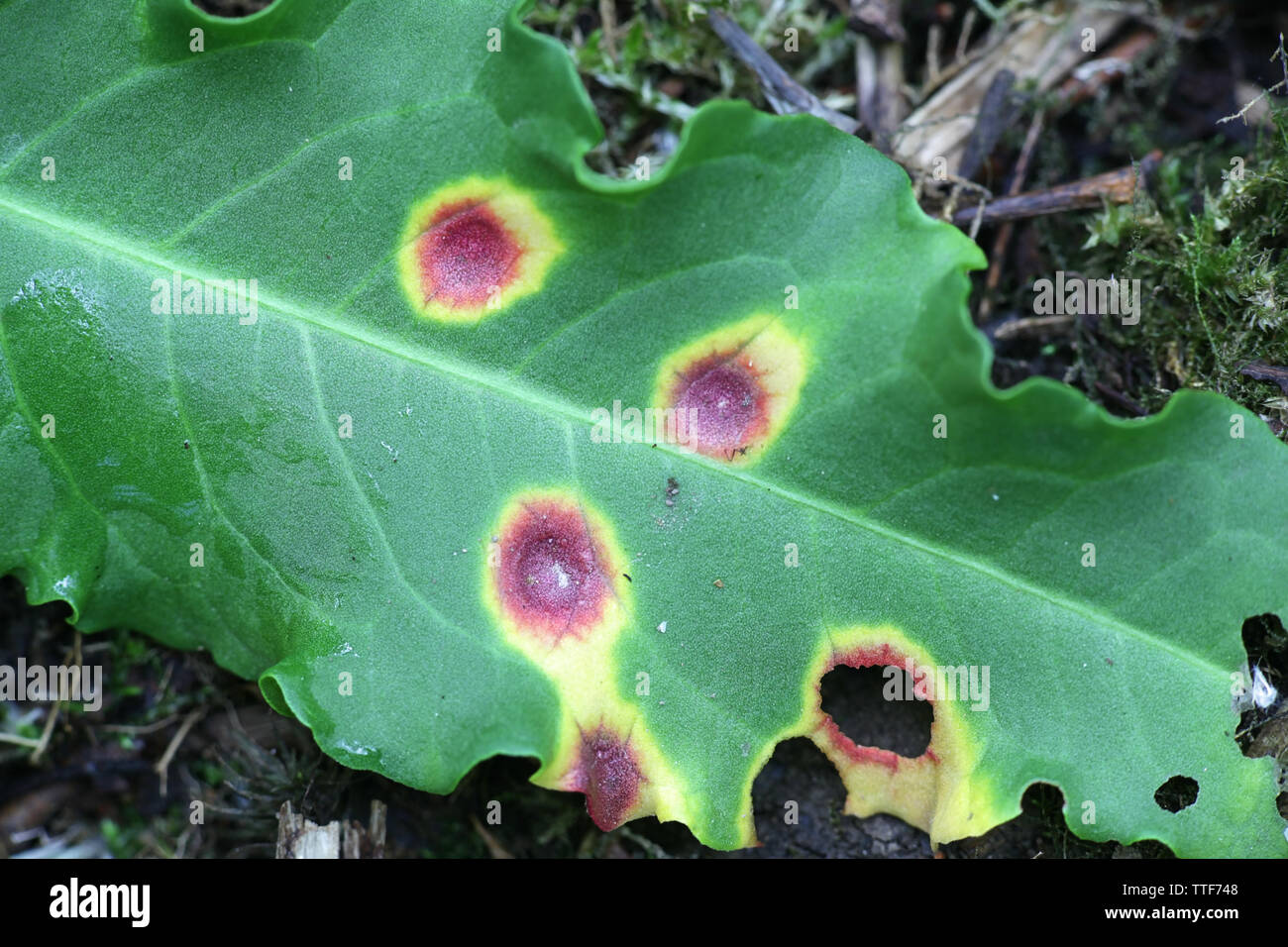 Puccinia phragmitis, ein rostpilz genannt dock Rost, wachsen auf Rumex crispus, der geschweiften Dock Stockfoto