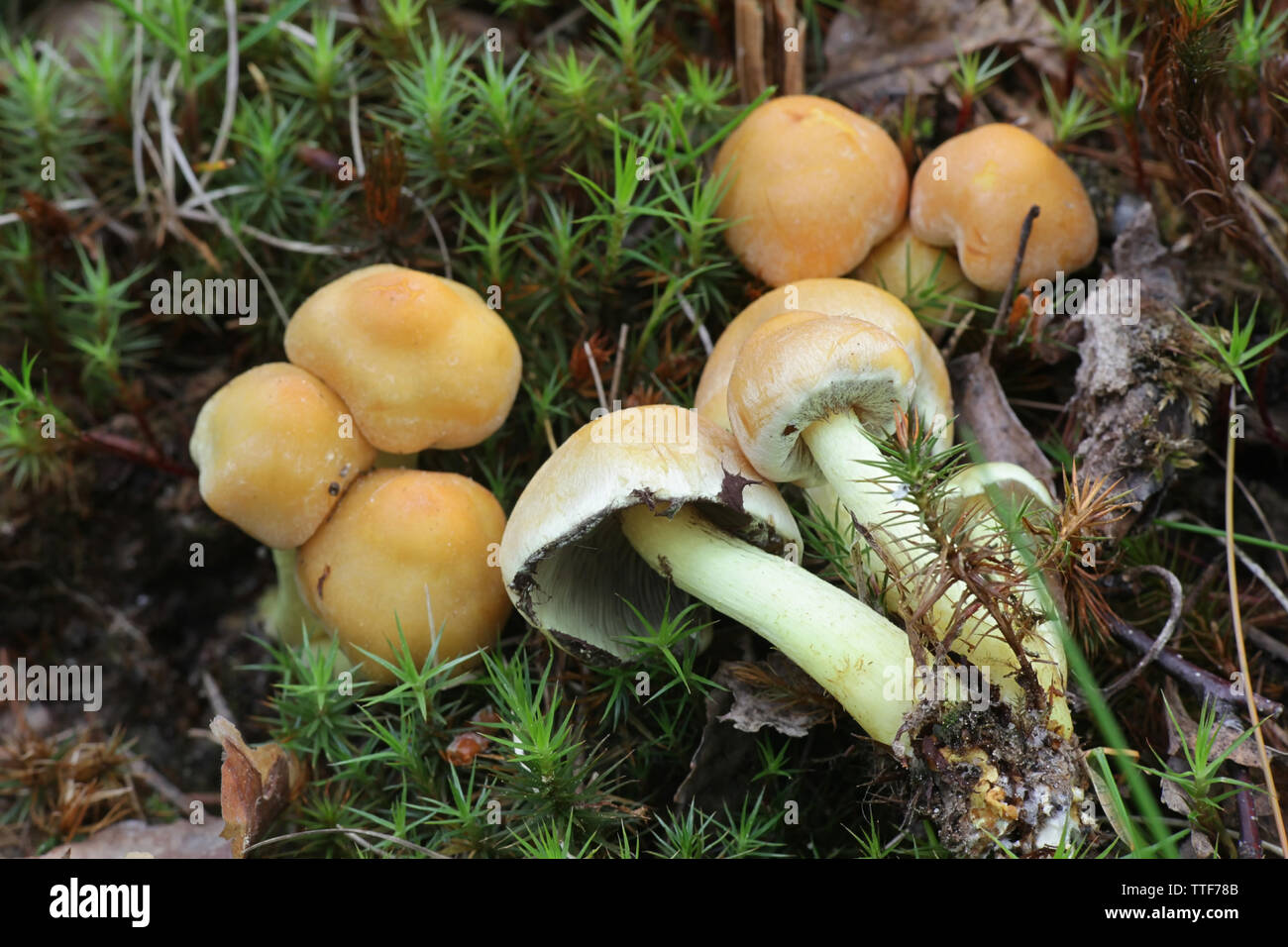 Hypholoma capnoides, als Nadelbaum Büschel Pilz bekannt, junge Exemplare eines wilden essbaren Pilz aus Finnland Stockfoto