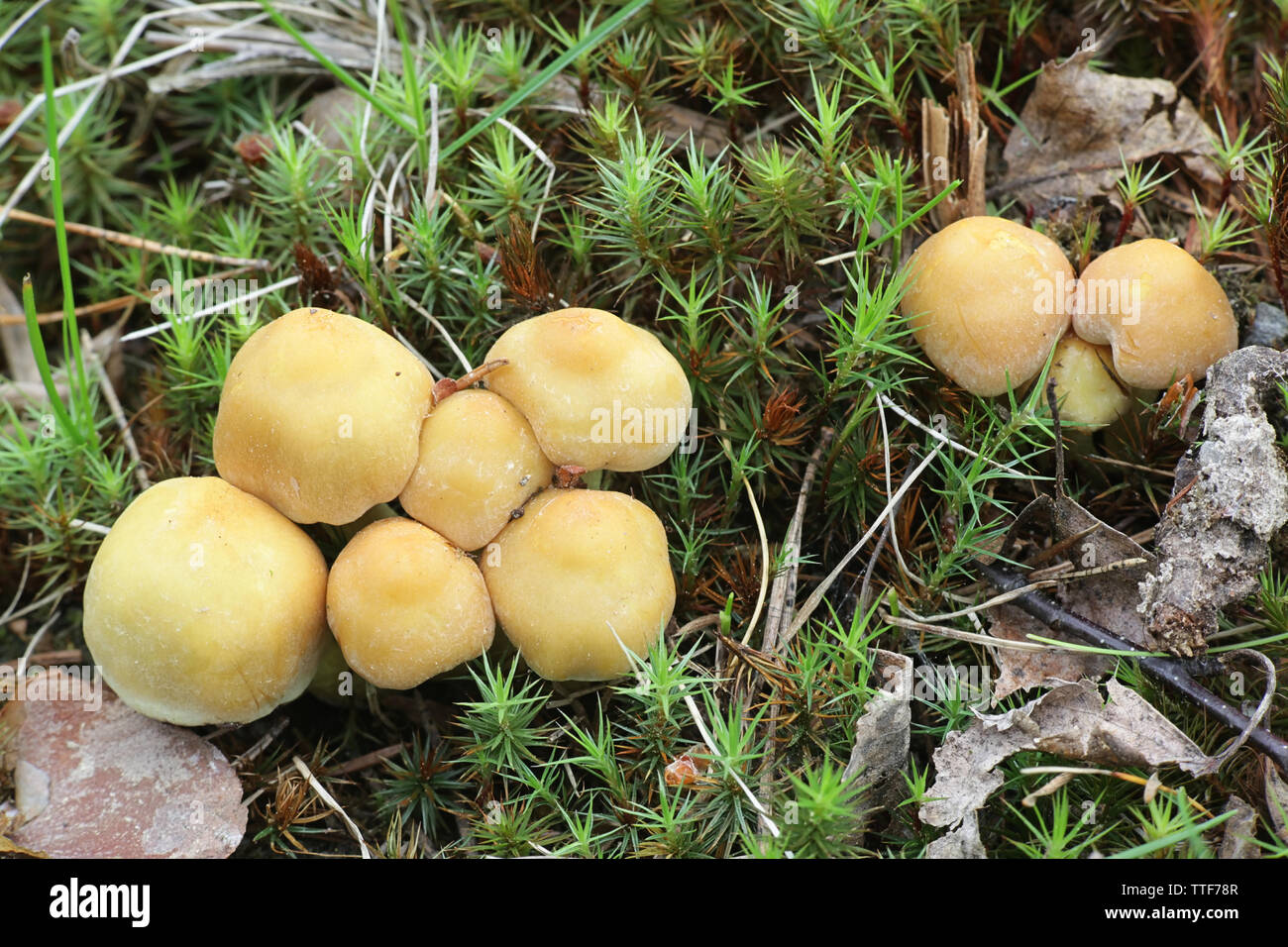 Hypholoma capnoides, als Nadelbaum Büschel Pilz bekannt, junge Exemplare eines wilden essbaren Pilz aus Finnland Stockfoto